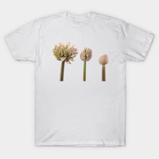 Allium karataviense   AGM  Kara Tau garlic T-Shirt